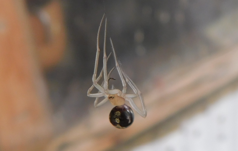 Steatoda triangulosa - háromszöges faggyúpók