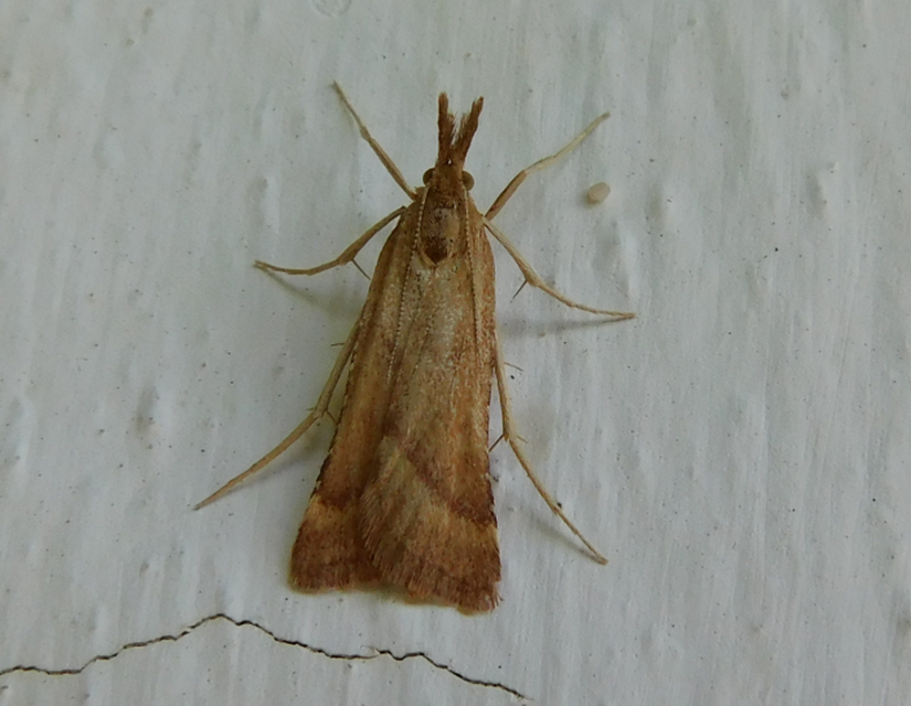 Synaphe punctalis - hosszúlábú fényilonca