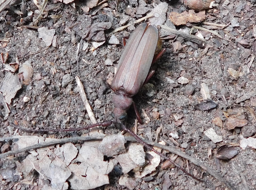 Aegosoma scabricorne - diófacincér