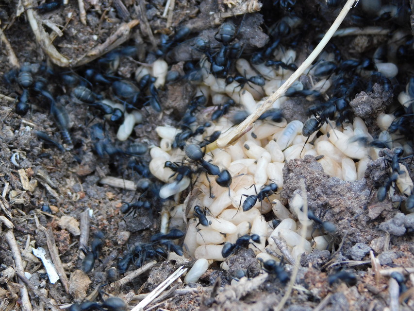 Camponotus vagus - fekete lóhangya