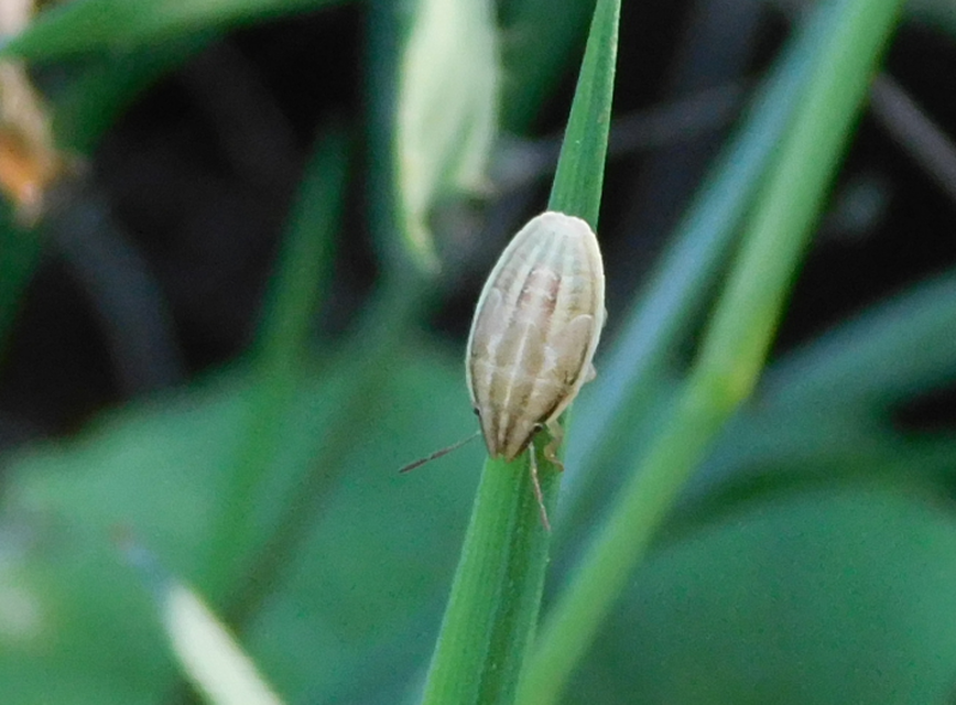 Aelia acuminata - közönséges szipolypoloska Aelia acuminata - közönséges szipolypoloska