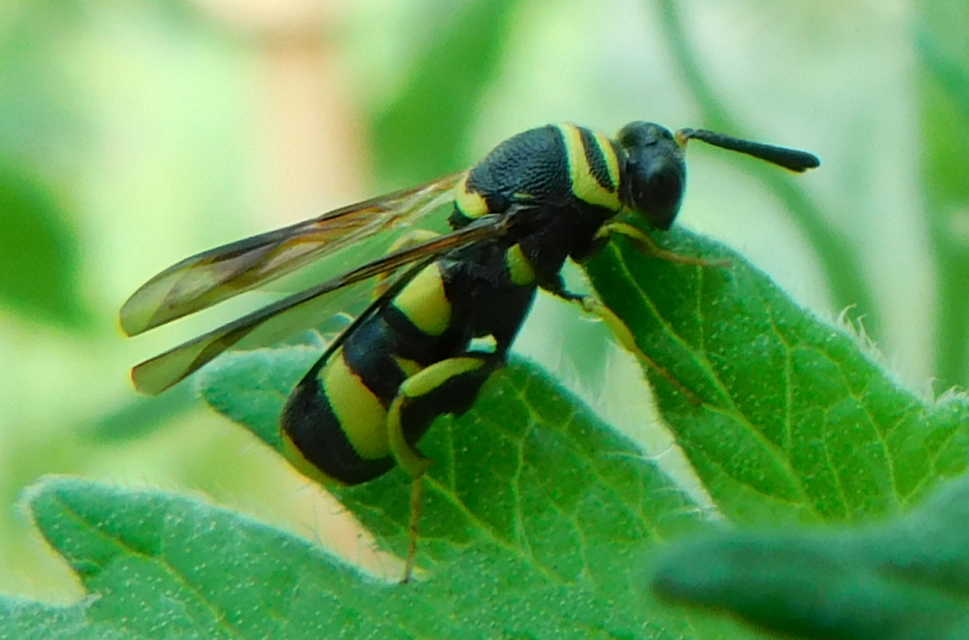Leucospis dorsigera