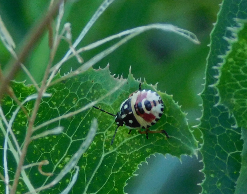 Carpocoris