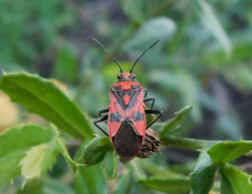 Corizus hyoscyami - piros karimáspoloska