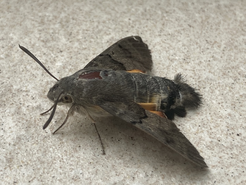 Macroglossum stellatarum - kacsafarkú szender
