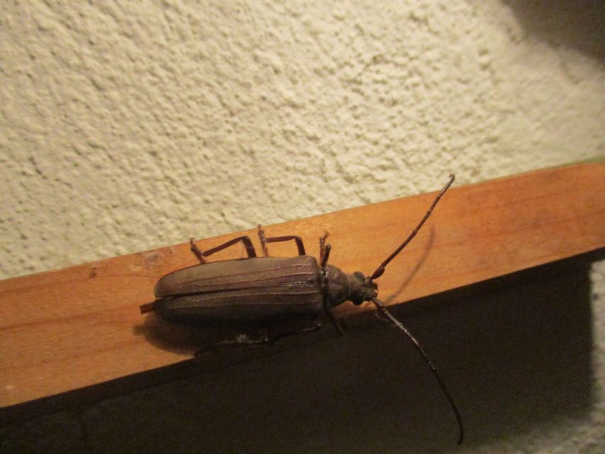 Aegosoma scabricorne - diófacincér