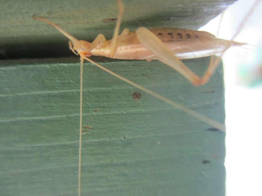 Oecanthus pellucens - pirregőtücsök