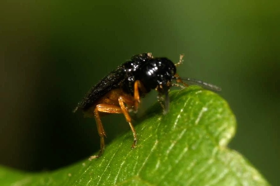 Eutomostethus luteiventris