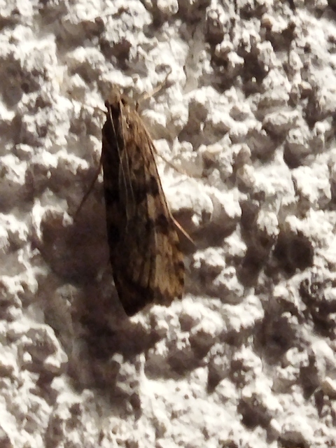 Nomophila noctuella - közönséges vándormoly