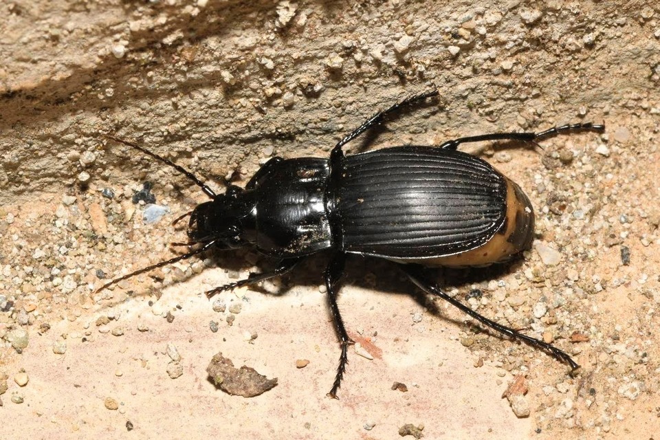 Abax parallelepipedus - félbordás szélesfutó
