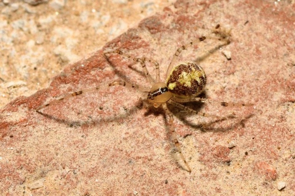 Theridion varians - változó törpepók