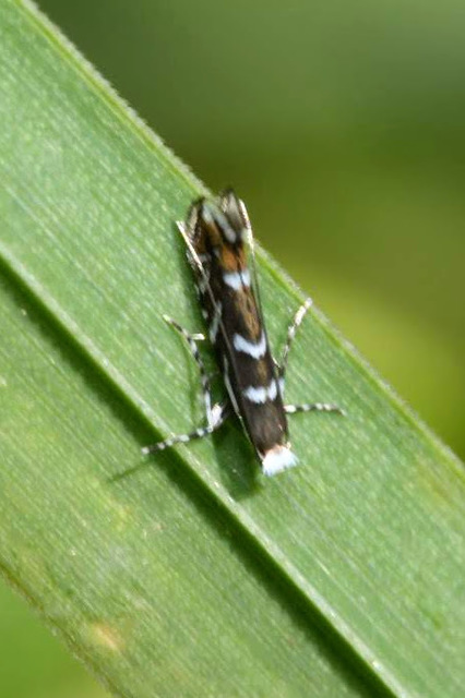 Parectopa robiniella - akáclevél-hólyagosmoly