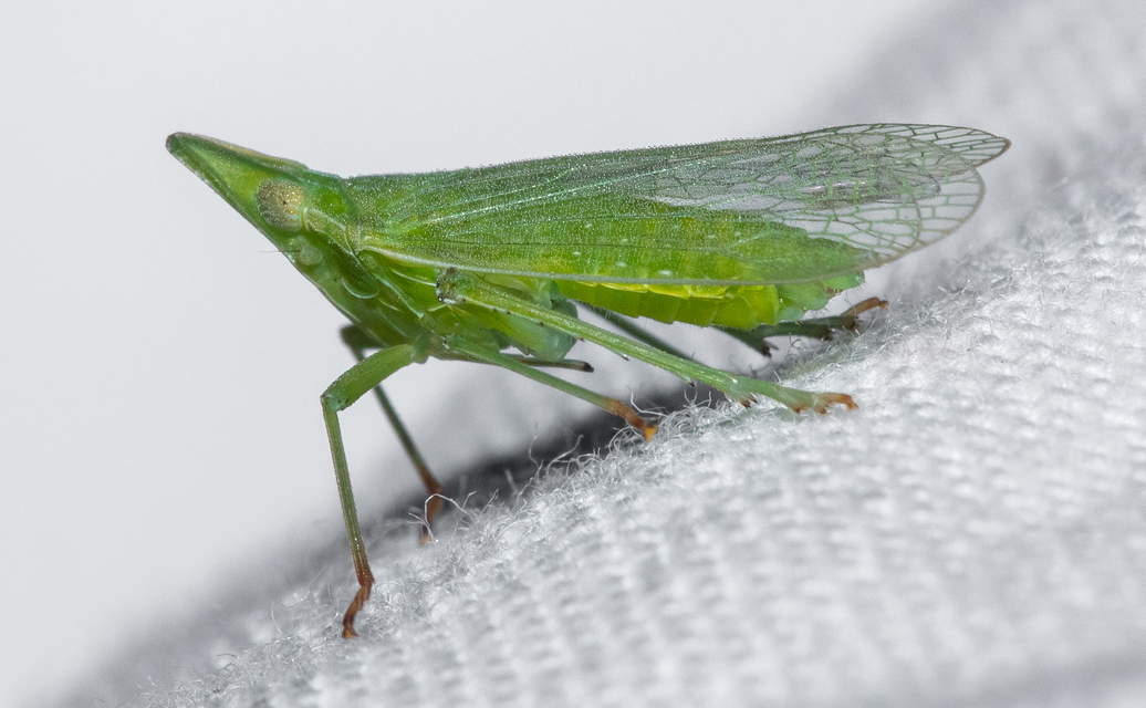 Dictyophara europaea