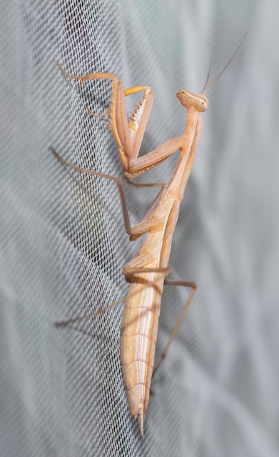 Mantis religiosa - imádkozósáska