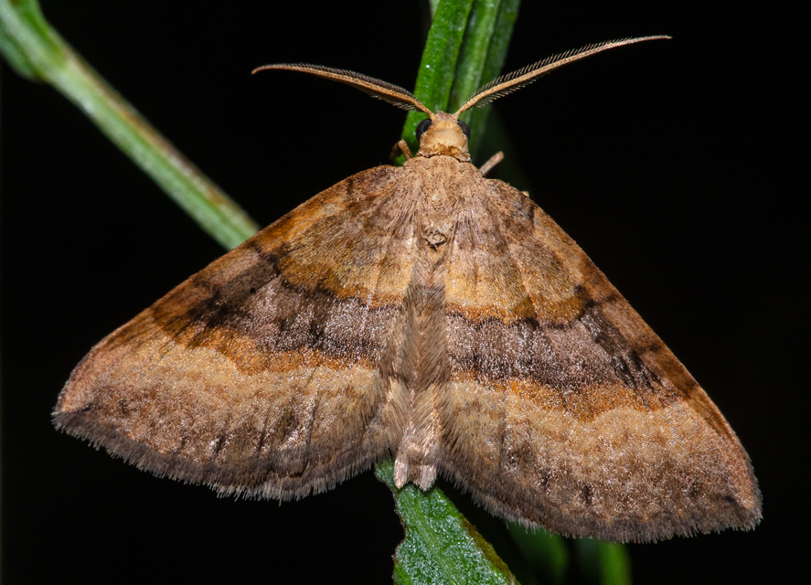 Scotopteryx chenopodiata - libatop-araszoló