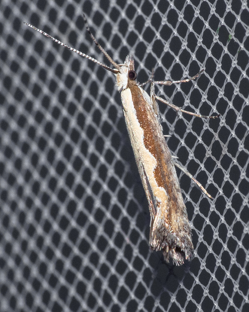 Plutella xylostella - káposztamoly