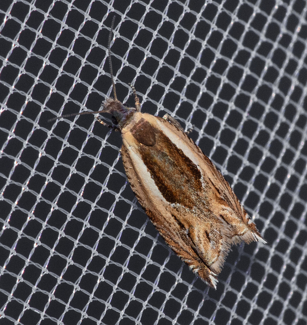 Ancylis apicella - bengesodró horgasmoly