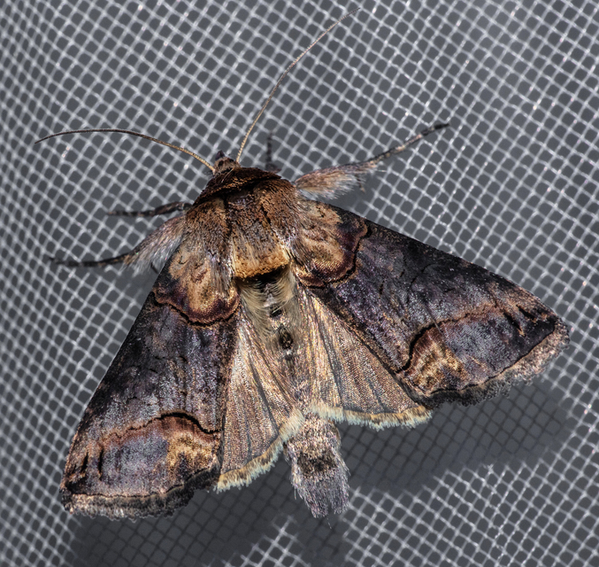 Abrostola triplasia - közönséges csalánbagoly
