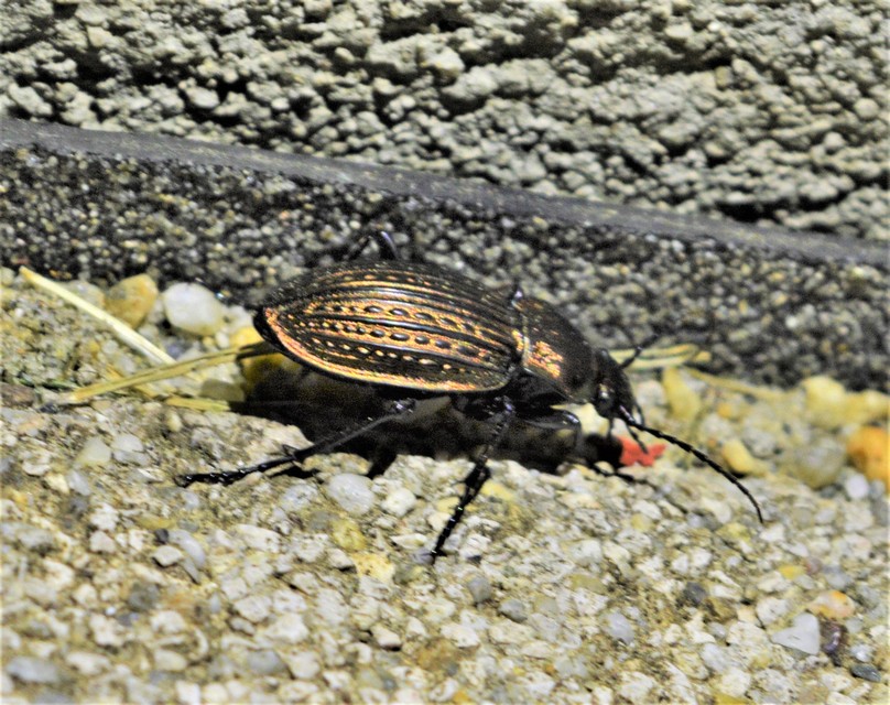 Carabus ulrichii - rezes futrinka