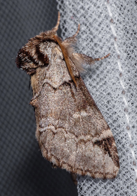 Drymonia obliterata - feketefoltos púposszövő