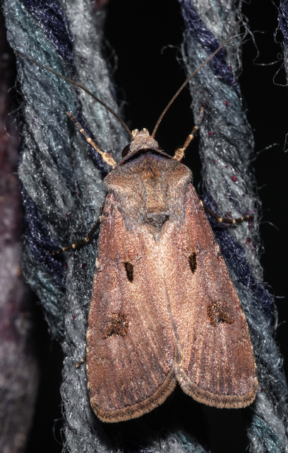 Agrotis exclamationis - felkiáltójeles földibagoly