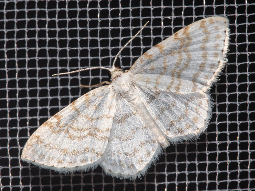 Asthena albulata - gyertyán-fehéraraszoló