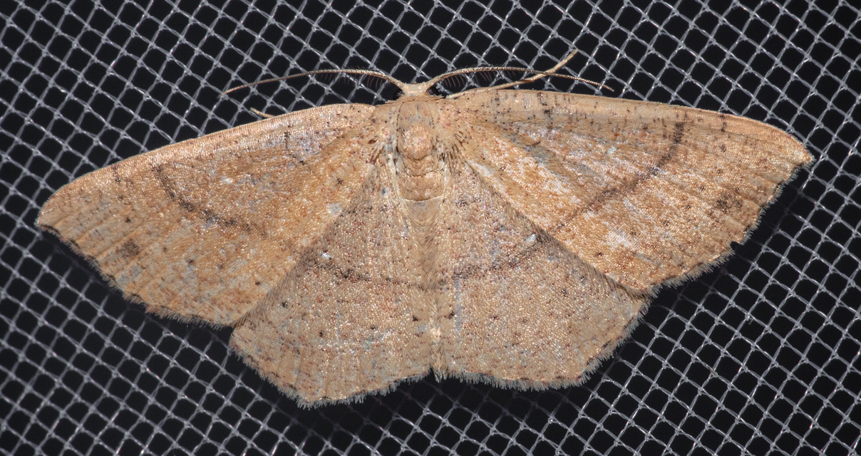 Cyclophora ruficiliaria - vörösrojtú pettyesaraszoló