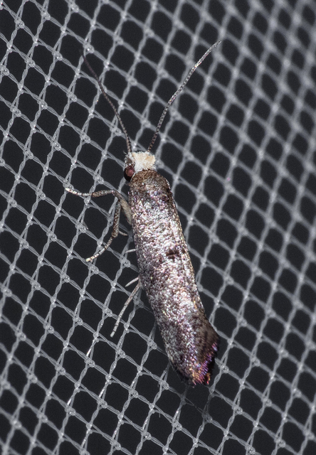 Yponomeutidae - pókhálós-molyfélék