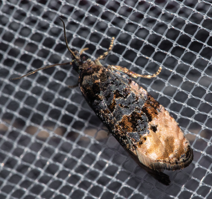 Metendothenia atropunctana - pettyes tükrösmoly