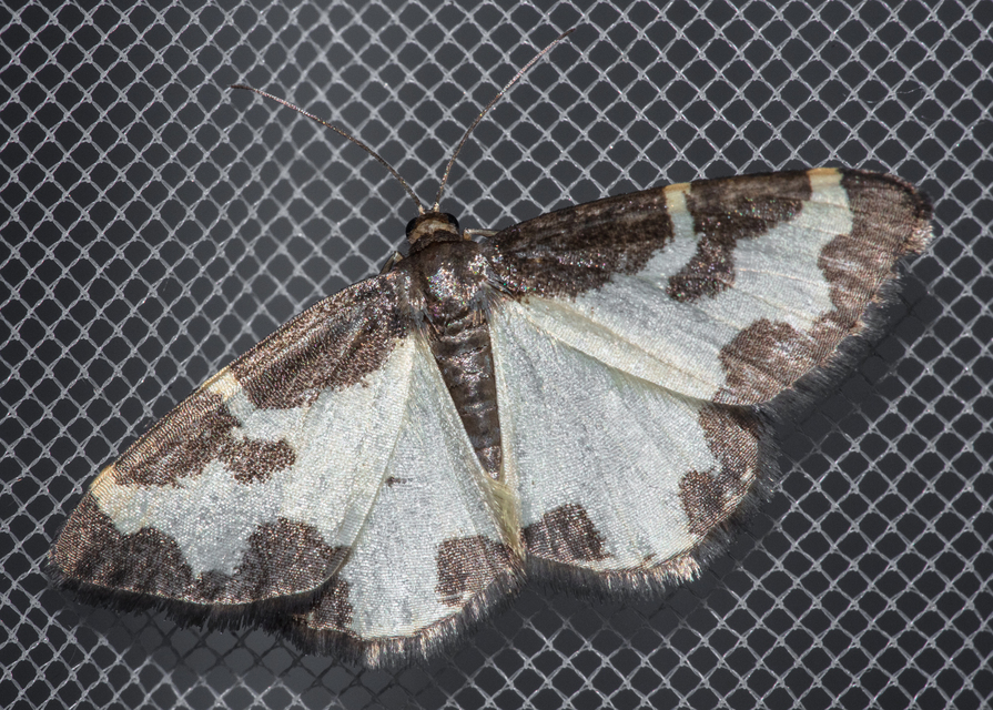 Lomaspilis marginata - szegélyes nyárfaaraszoló