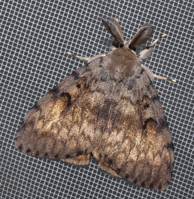 Lymantria dispar - gyapjaslepke