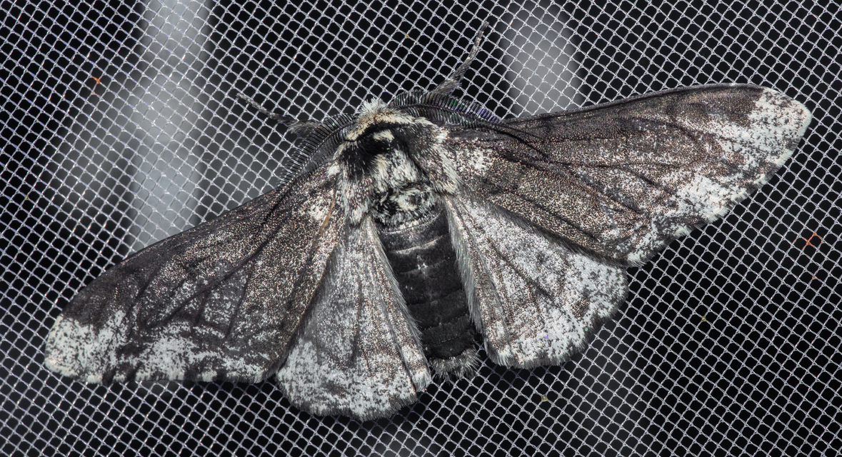 Biston betularia - szürkepettyes araszoló