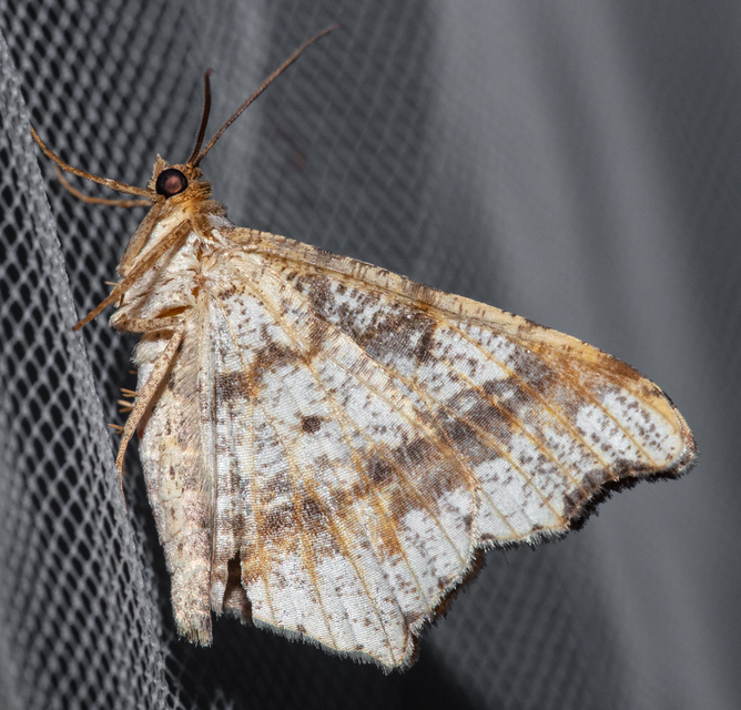 Macaria alternata - közönséges szürkearaszoló
