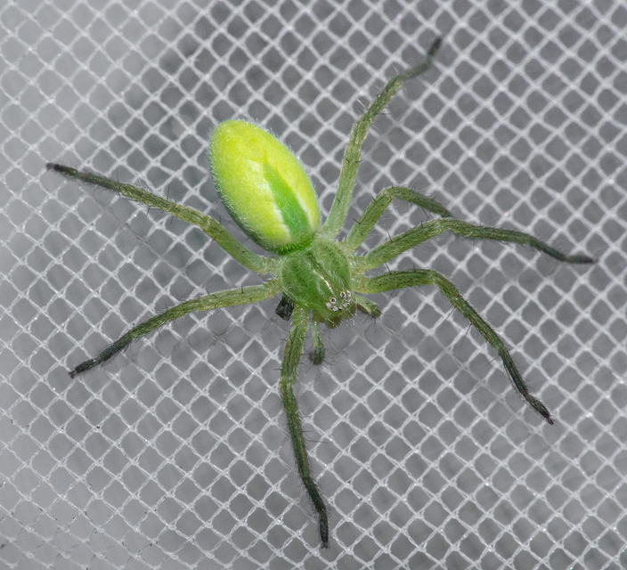 Micrommata virescens - hunyópók