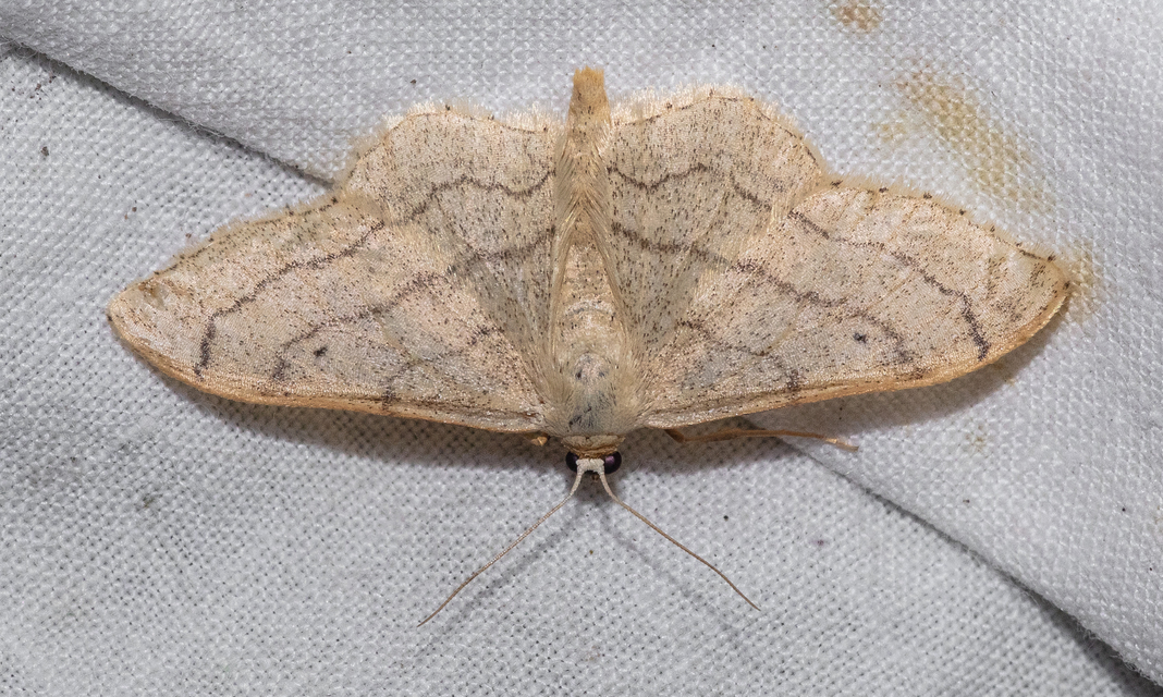 Idaea aversata - nagy sávosaraszoló