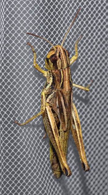 Pseudochorthippus parallelus - közönséges rétisáska