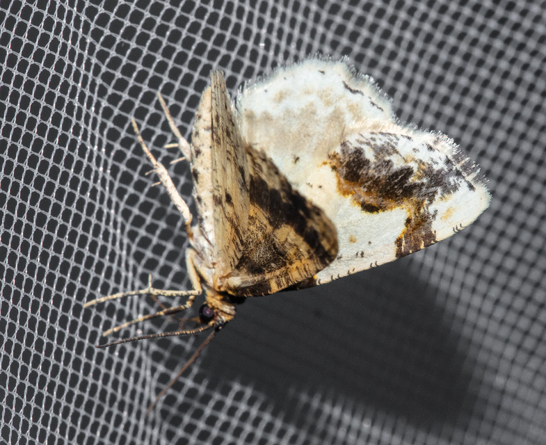 Ligdia adustata - barna levélaraszoló