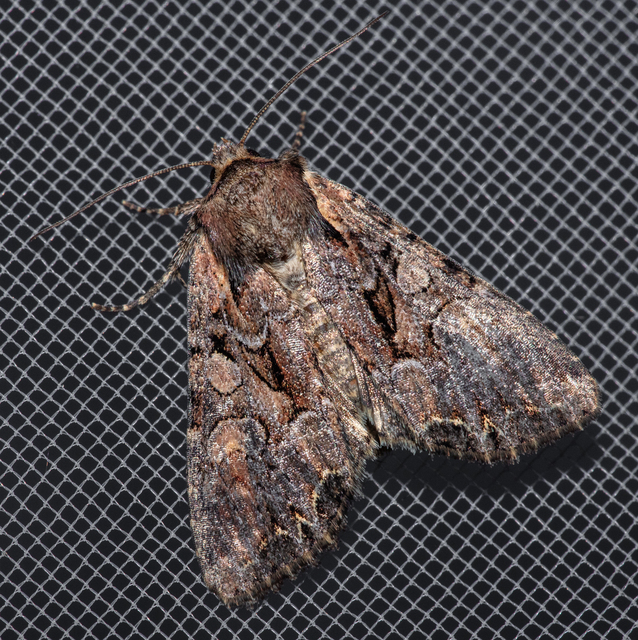 Lacanobia thalassina - borbolya-kertibagoly