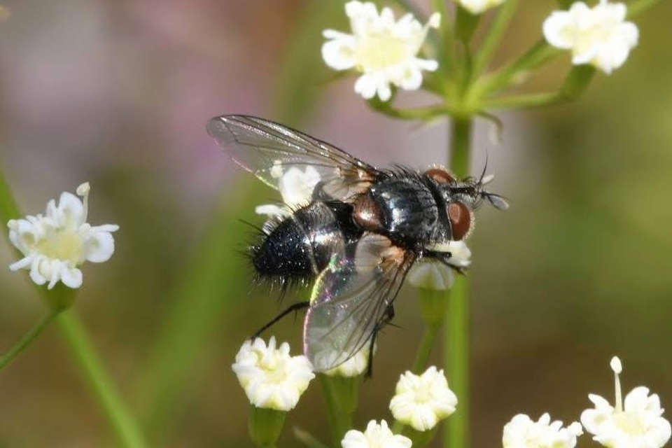 Aplomya confinis