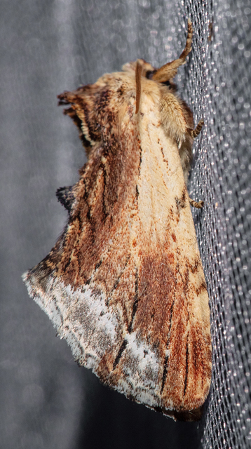 Ptilodon cucullina - csuklyás púposszövő