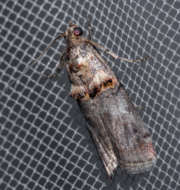 Trachonitis cristella - bokorrágó karcsúmoly