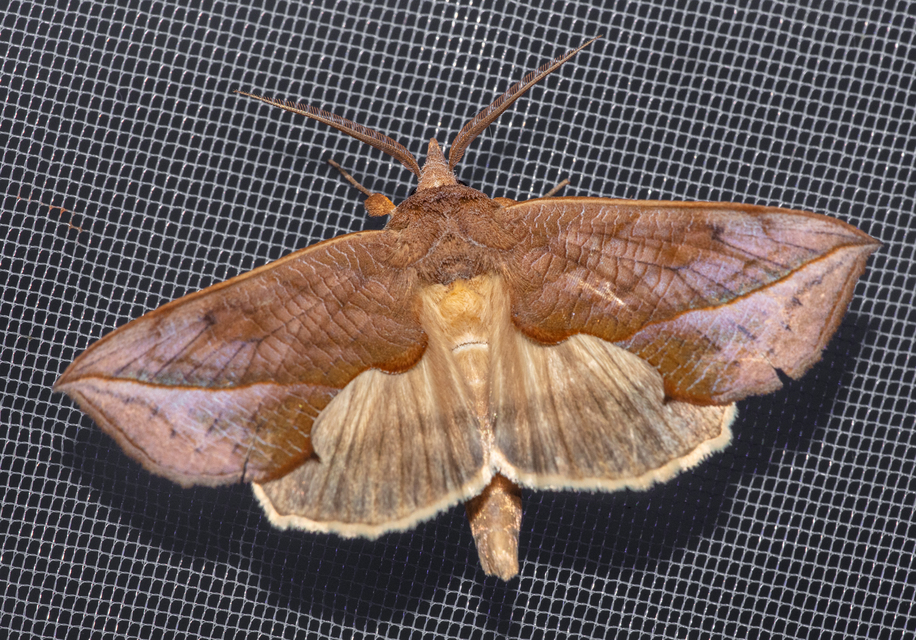 Calyptra thalictri - öblösszárnyú bagoly