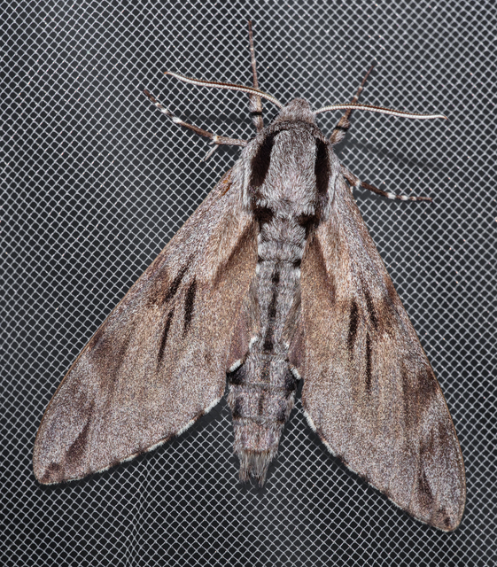 Hyloicus pinastri - fenyőszender