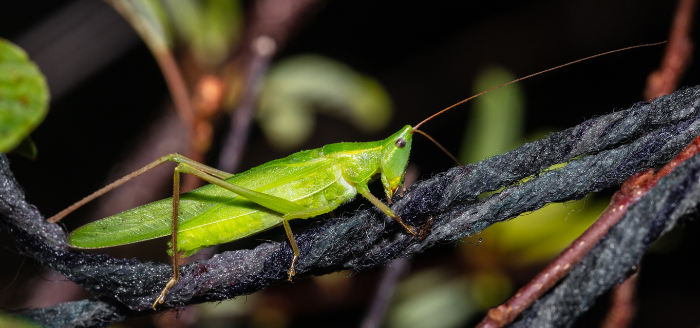 Ruspolia nitidula - nagy kúpfejűszöcske