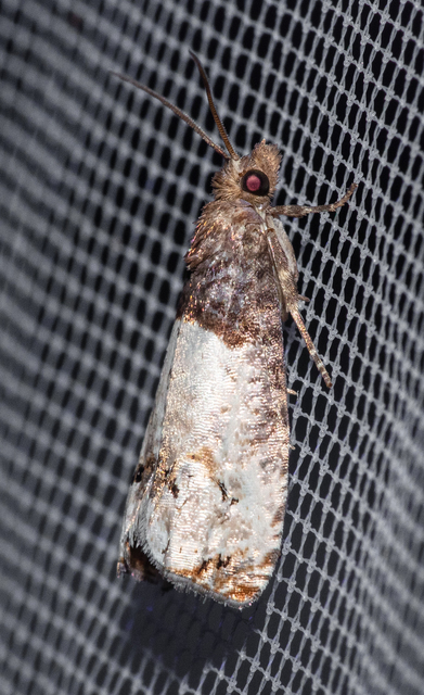 Notocelia roborana - rózsarügy-tükrösmoly