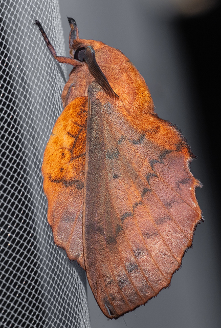 Gastropacha quercifolia - tölgylevélpohók