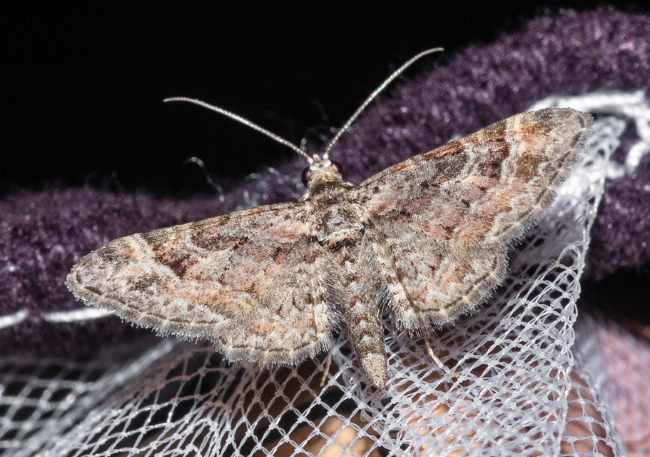 Gymnoscelis rufifasciata - vöröscsíkos törpearaszoló
