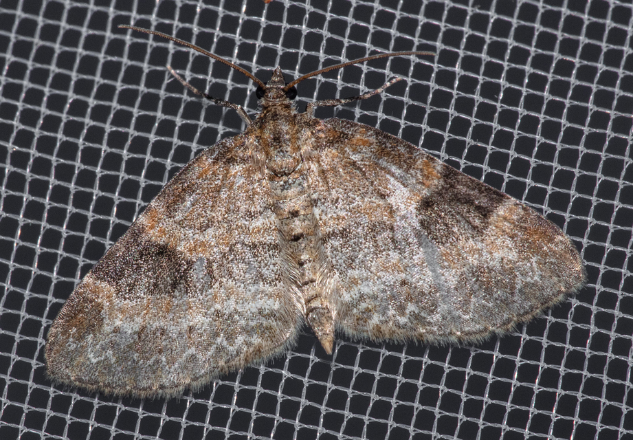 Pterapherapteryx sexalata - fűz-lebenyesaraszoló