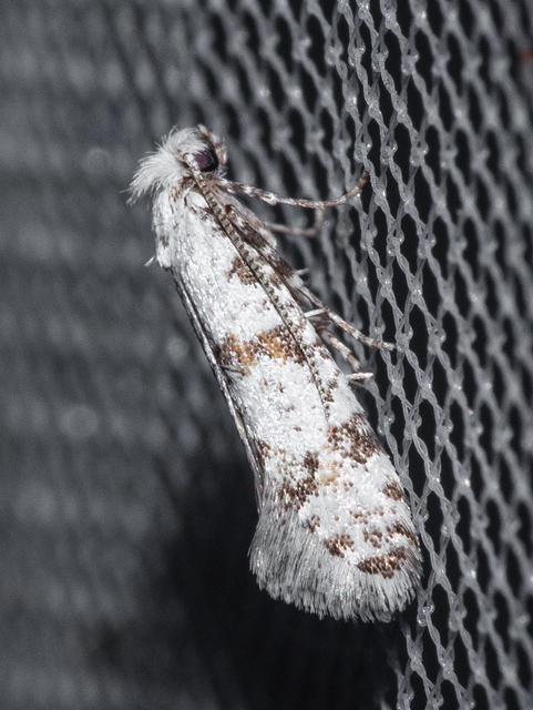 Scythropia crataegella - galagonya-pókhálósmoly