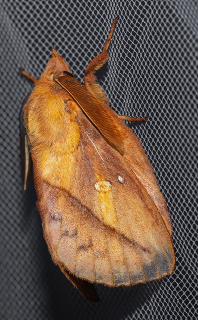Euthrix potatoria - szomjas pohók